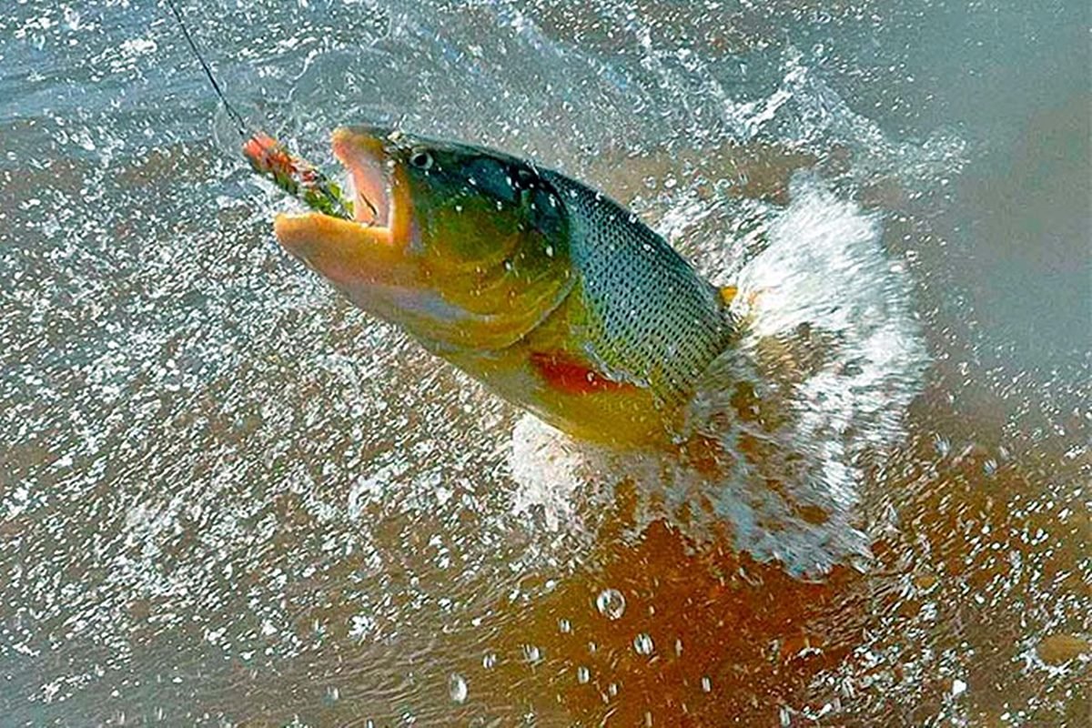 Este domingo 1 de septiembre comenz&oacute; la veda para la pesca del Dorado.