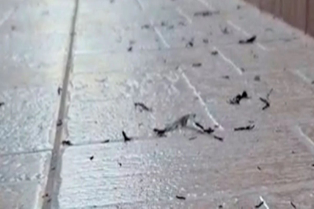 Afirman que no hay posibilidad de que caigan cenizas ardiendo.