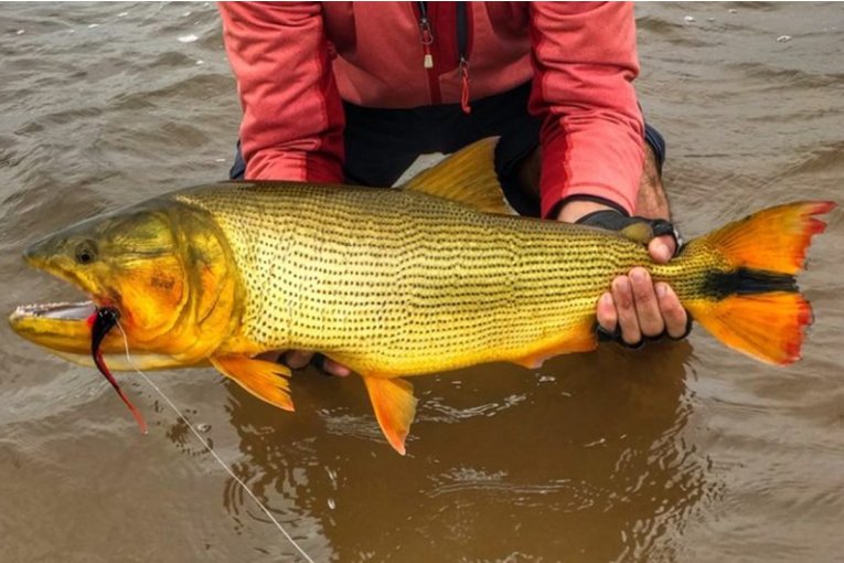 Los guías de pesca de la región resignan ganancias con tal de conservar la demanda