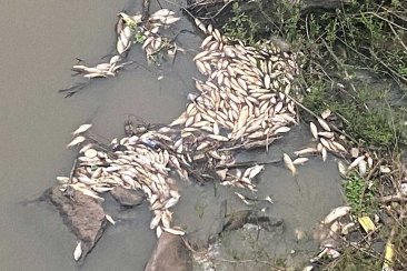 La explicación del caso, a cargo de Saneamiento Ambiental. La explicación del caso, a cargo de Saneamiento Ambiental.