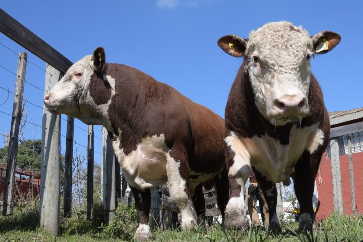 La muestra ya no se realizar&aacute; en Camb&aacute; Paso.
