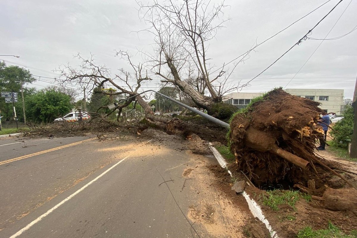 El árbol que cayó tras un tormenta encendió luces de alarma en el municipio.