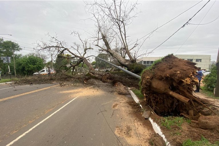 Se debió cortar el tránsito en una avenida de Concordia tras la caída de un árbol añejo