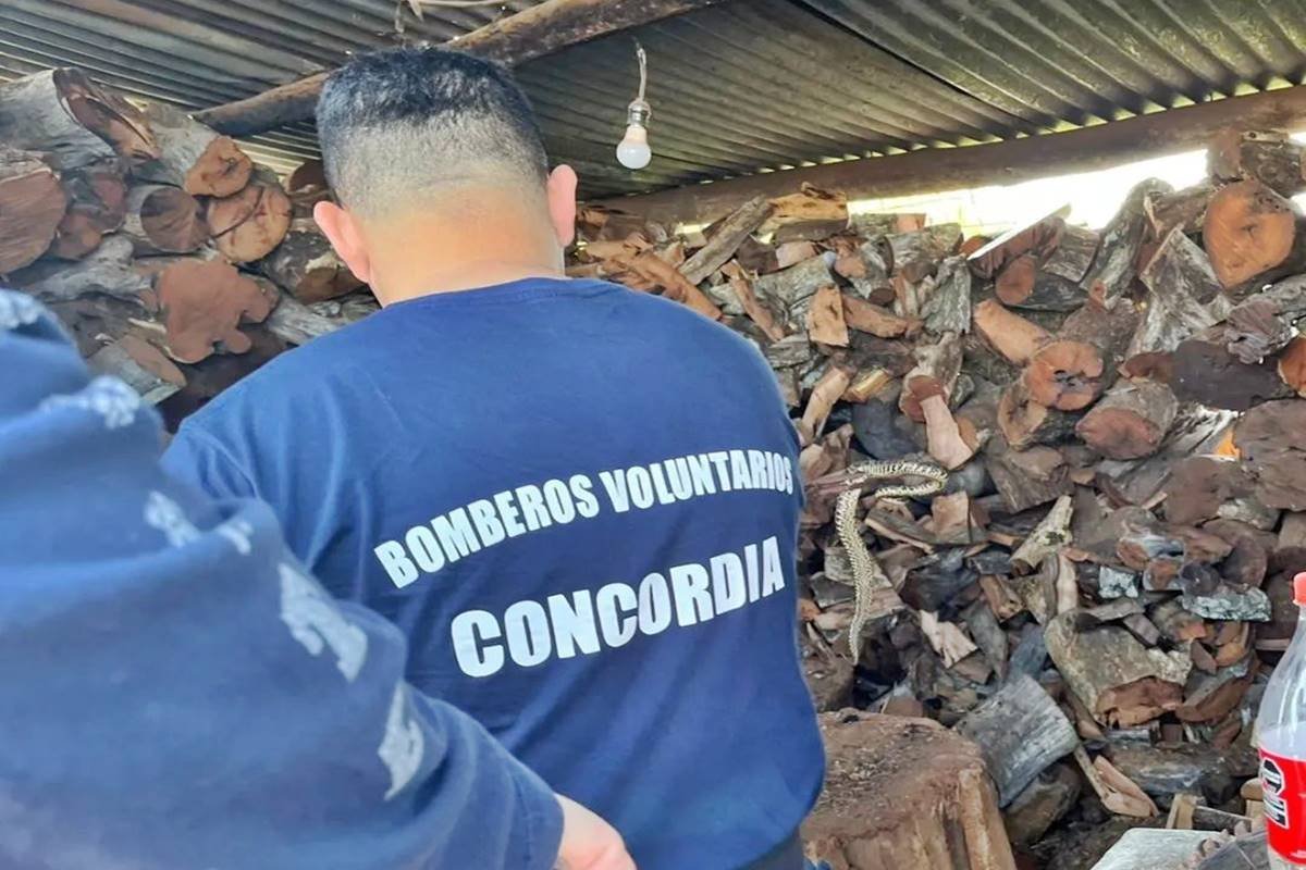 El ejemplar apareci&oacute; en un local de venta de le&ntilde;a.