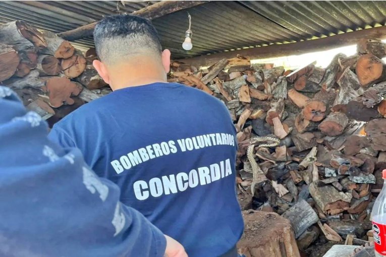 Bomberos Voluntarios tuvieron que intervenir para atrapar una serpiente