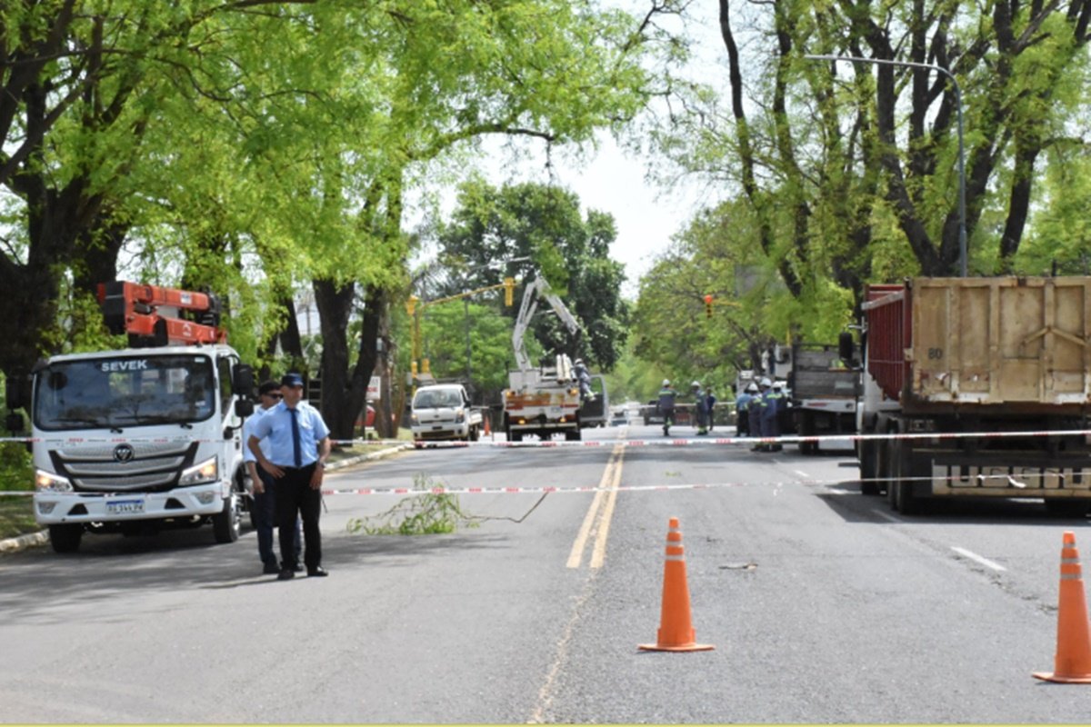 Se enmarca en una evaluaci&oacute;n de ejemplares que se concreta en toda la ciudad.