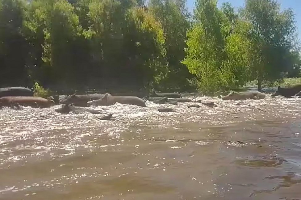 Preocupación en el sector ganadero entrerriano por la expansión de ciervos axis y jabalíes en Entre Ríos