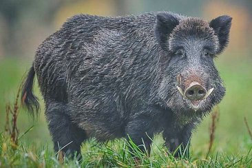 El jabali es una especie exótica en Entre Ríos El jabali es una especie exótica en Entre Ríos