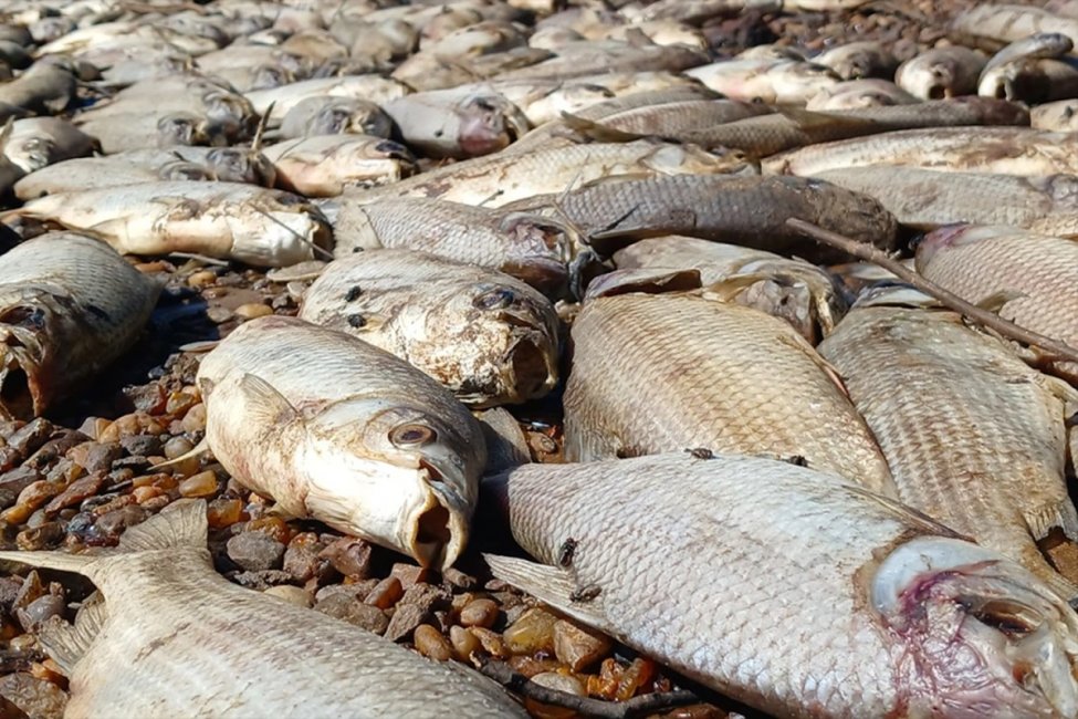 El municipio ya tiene una hipótesis sobre lo que habría causado la nueva mortandad de peces en el Yuquerí Chico