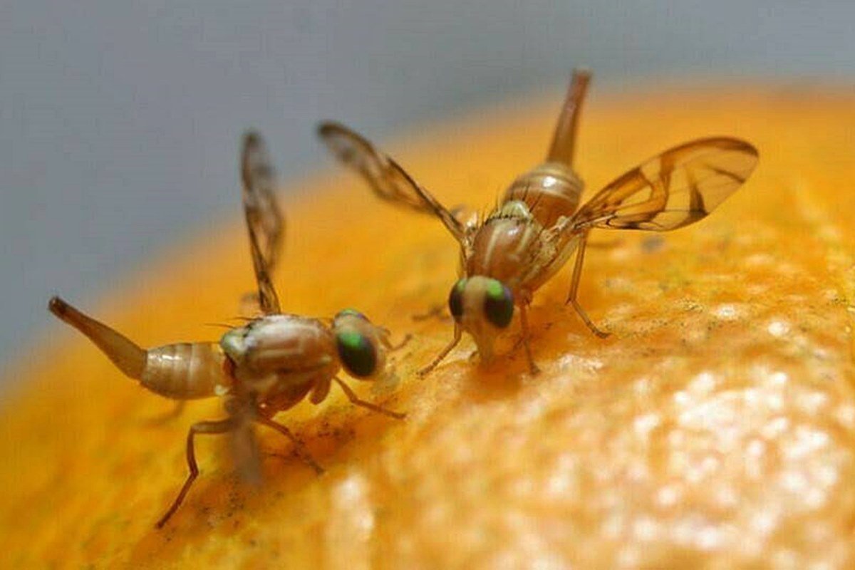 Se busca combatir la mosca de frutos en la producci&oacute;n citr&iacute;cola.