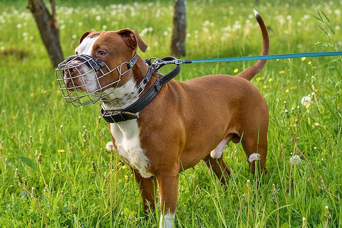 El hecho sucedi&oacute; el pasado martes en Federal.