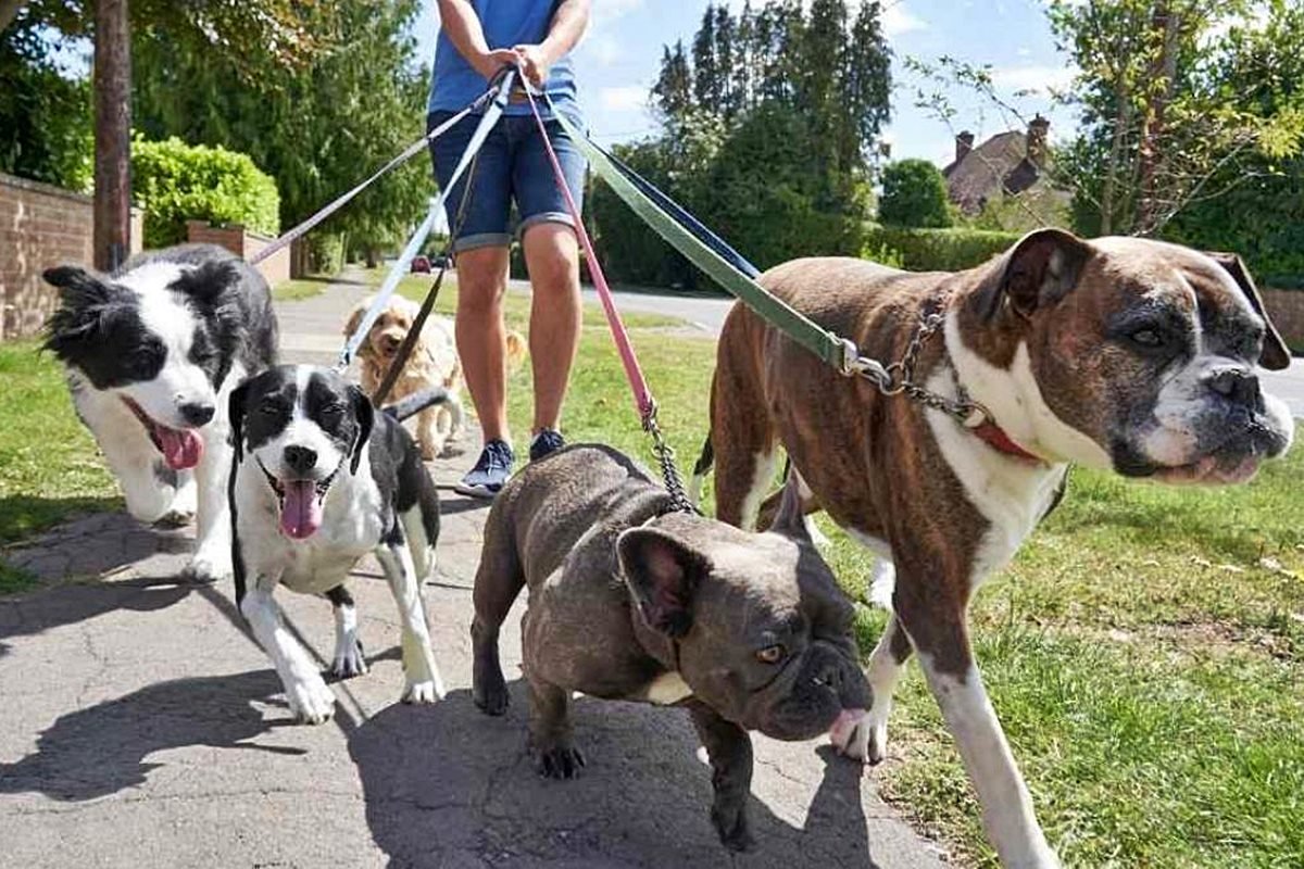 Nuevas normas para due&ntilde;os y paseadores de perros