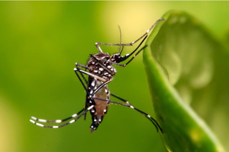 DENGUE: Oficialmente comenz&oacute; el monitoreo del mosquito Aedes aegypti en Concordia