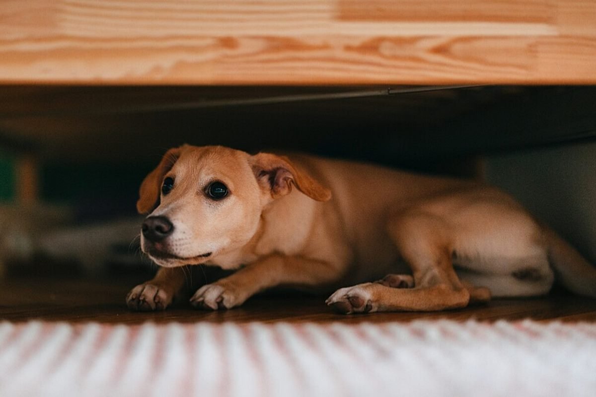 Los perros son la especie que m&aacute;s padece los estruendos.