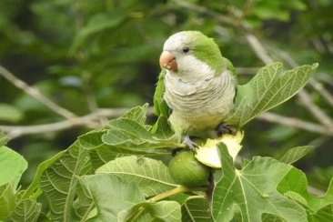 Es una enfermedad que es transmitida principalmente por aves. Es una enfermedad que es transmitida principalmente por aves.