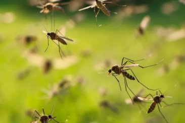 Esta especie pica de día, ya que necesitan luz para poder picar. Esta especie pica de día, ya que necesitan luz para poder picar.