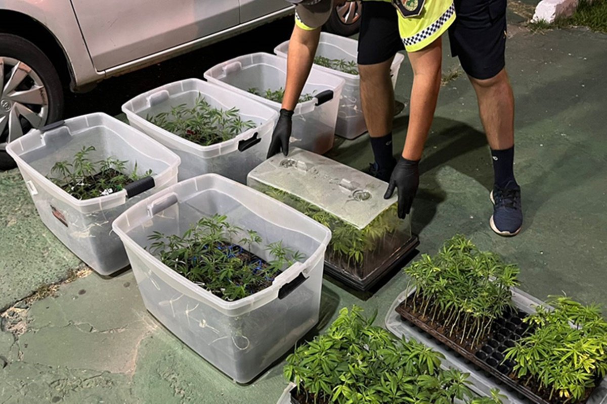 Secuestraron 416 esquejes (fragmentos de plantas).