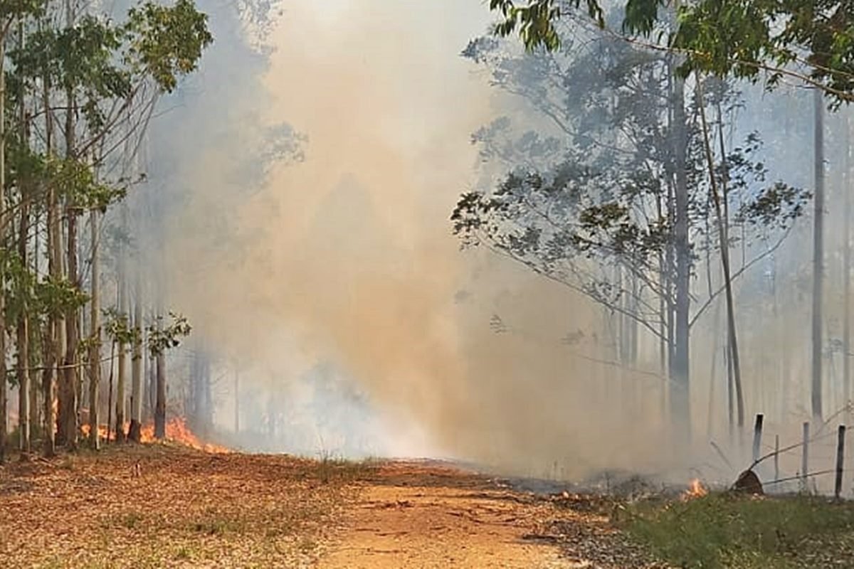 El fuego se propaga por montes de eucal&iacute;ptus.
