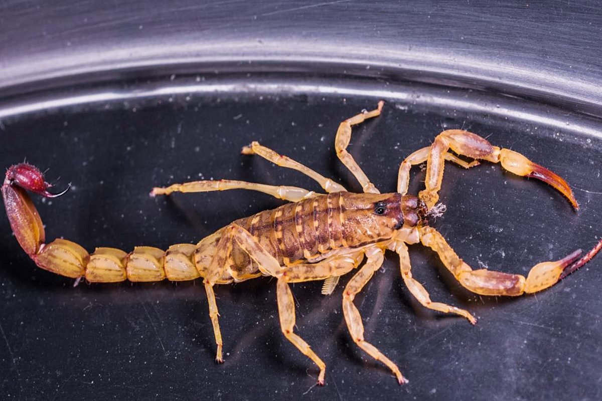 Foto de la especie que pic&oacute; a la ni&ntilde;a de Gualeguaych&uacute;.