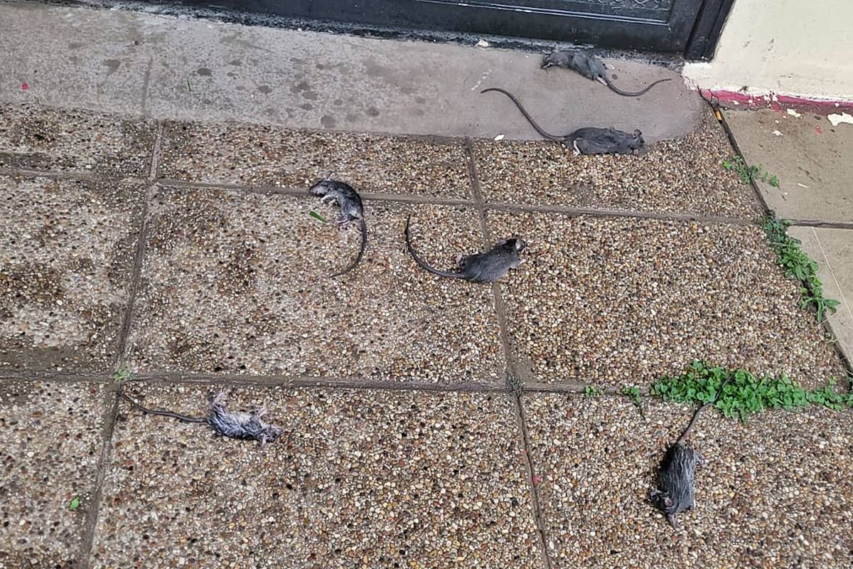 Los vecinos denunciaron todo ante Saneamiento Ambiental y piden respuestas.