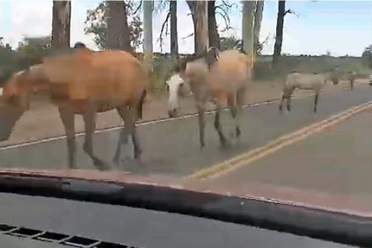Una tropilla de caballos fue filmada en pleno tr&aacute;nsito de ingreso al puente Alvear