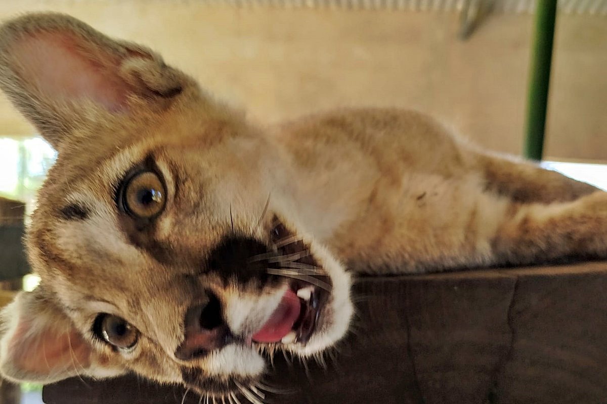 La cachorra fue entregada voluntariamente por la familia que la ten&iacute;a.