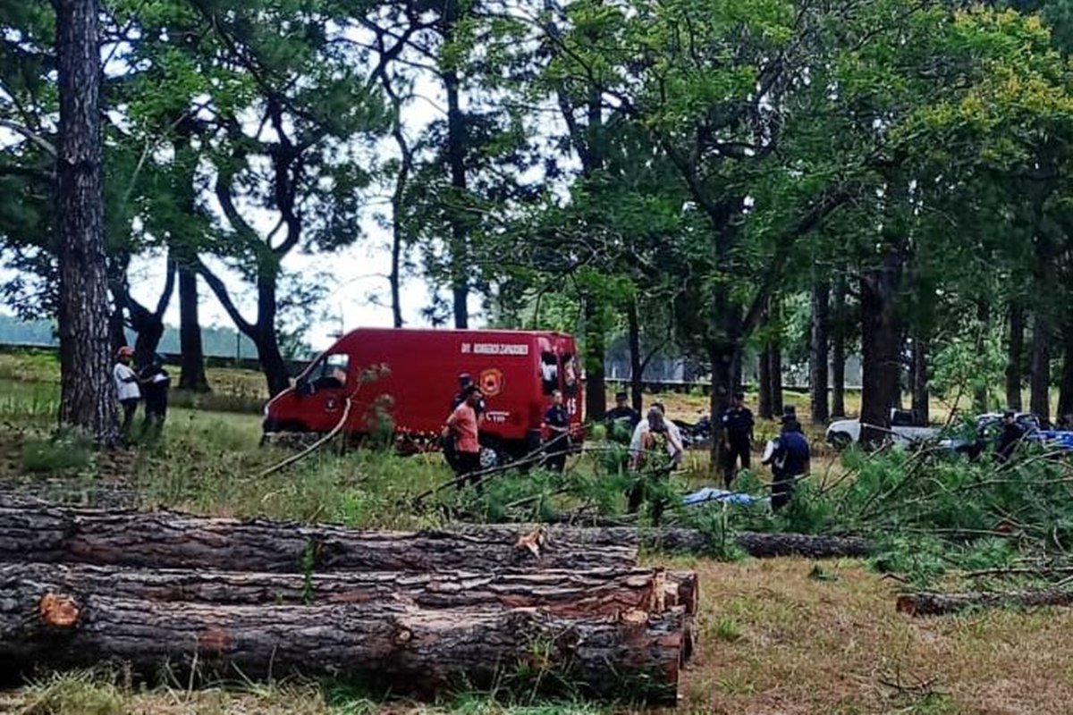 El hombre se encontraba trabajando en los &aacute;rboles de la zona.
