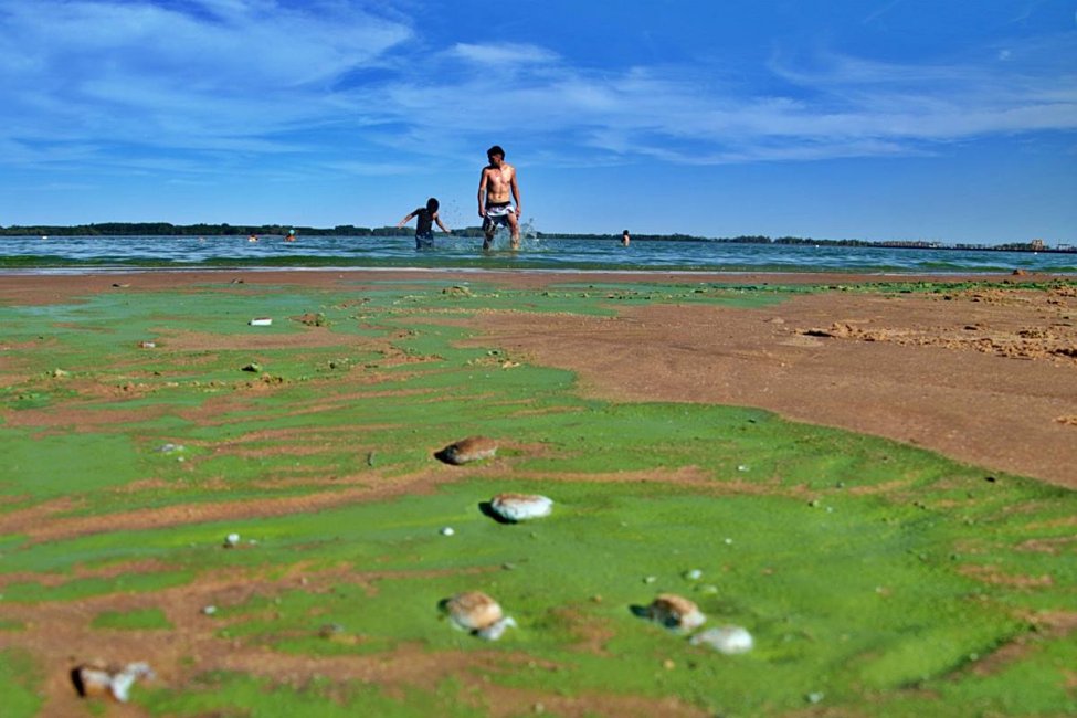Una ONG se manifestará frente al municipio pidiendo información sobre la floración algal