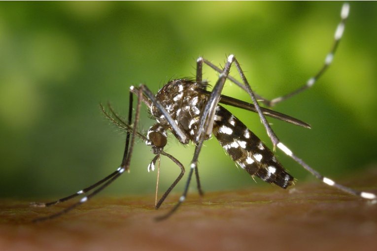 El verano pasó con una baja en los casos de dengue pero desde el Masvernat se remarca seguir con medidas preventivas