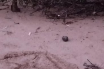 El artefacto fue encontrado en una playa no habilitada de Concordia. El artefacto fue encontrado en una playa no habilitada de Concordia.