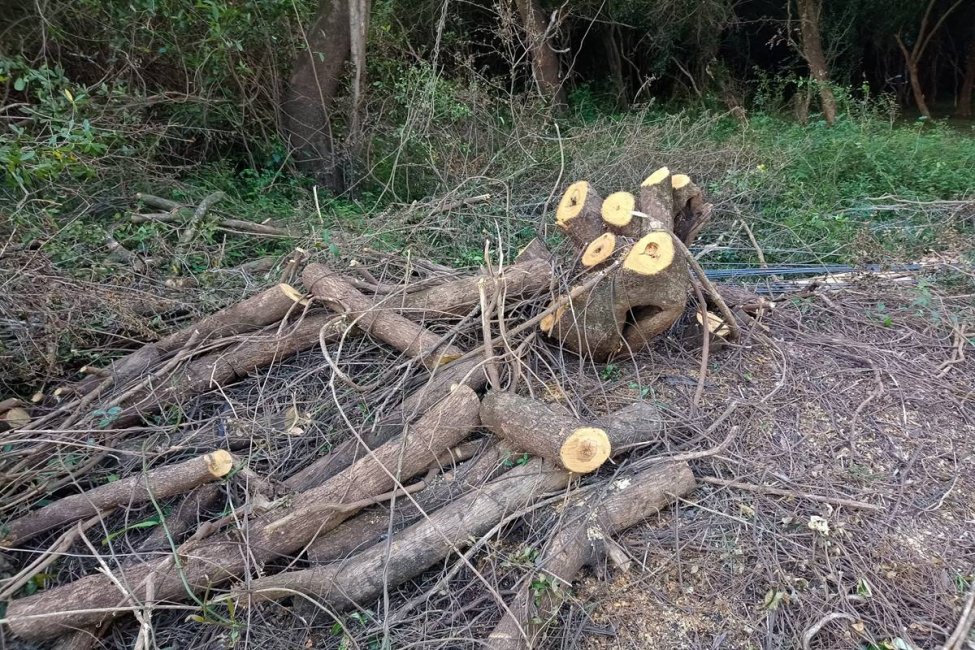 Una ONG denunció que se cortaron árboles nativos para la ampliación de un camping a la vera del río Uruguay