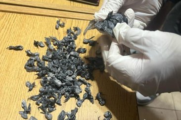 El total secuestrado de cocaína arrojó un peso de 196 gramos. El total secuestrado de cocaína arrojó un peso de 196 gramos.