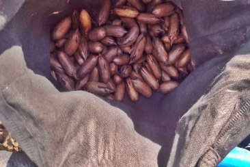 Se querían robar más de 15 kilos de nueces pecán. Se querían robar más de 15 kilos de nueces pecán.