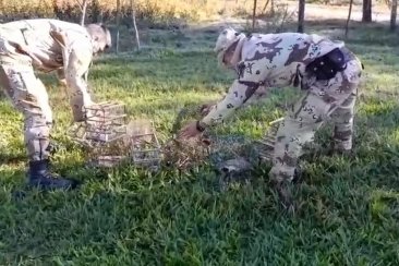 Liberaron aves recuperadas en un allanamiento. Liberaron aves recuperadas en un allanamiento.