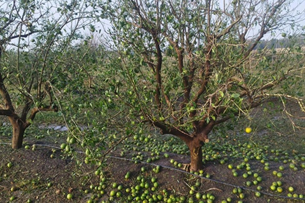 Evalúan los daños que provocó el granizo en cítricos tras el temporal en el norte entrerriano