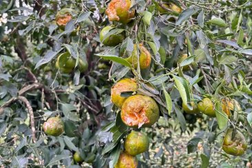 Importantes daños para el citrus de la región. Importantes daños para el citrus de la región.