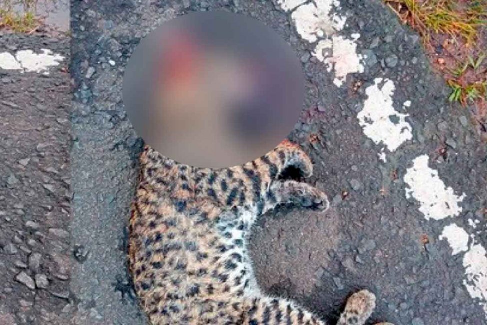 Atropellaron a un gato montés en una ruta entrerriana