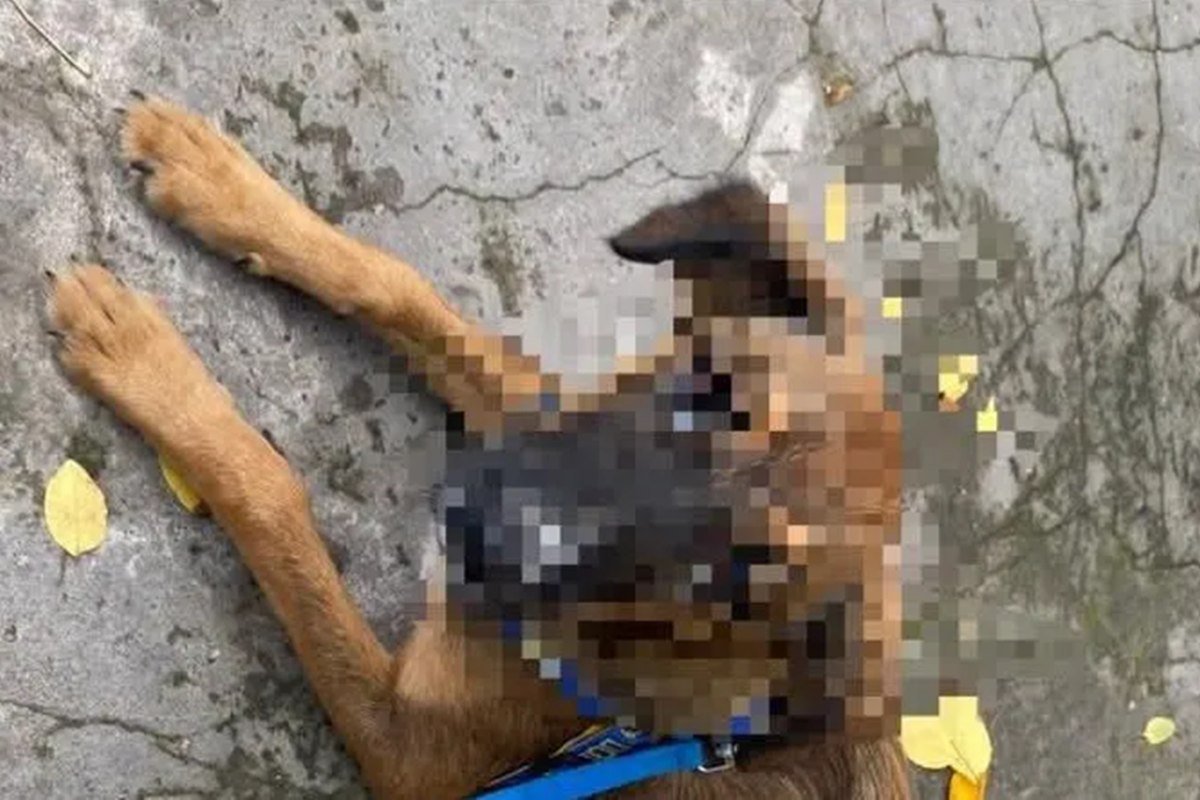 La justicia consideró "persona no humana" al animal afectado. La justicia consideró "persona no humana" al animal afectado.