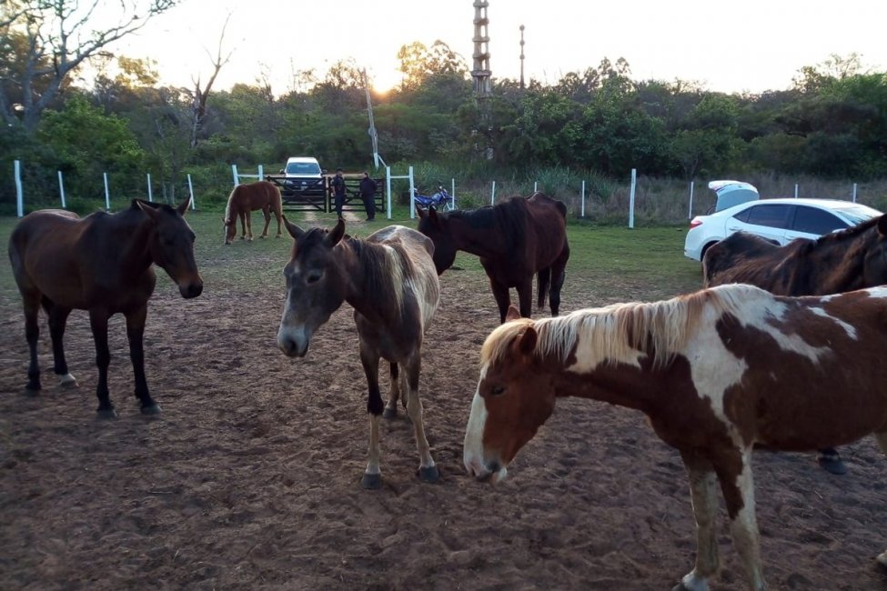 Veterinaria Municipal detalló en qué situación se quita la tenencia de equinos y como deben proceder lo interesados en adoptarlos
