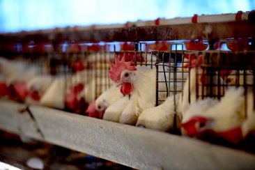 También se analiza la apertura del mercado para la carne bovina. También se analiza la apertura del mercado para la carne bovina.
