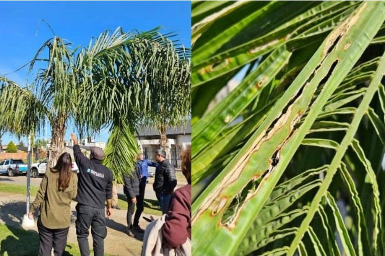 Concordia participó en una jornada de concientización sobre una plaga que afecta a las palmeras