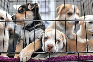 La medida abarca a particulares, pero también a veterinarias. La medida abarca a particulares, pero también a veterinarias.