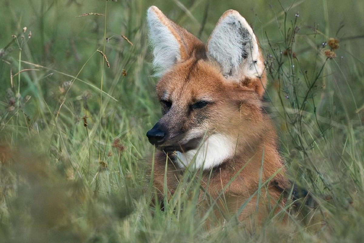 El ejemplar fue equipado con un collar de rastreo satelital.