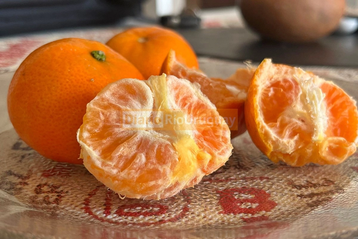 La helada extrema afectó el dulzor y aspecto de la fruta La helada extrema afectó el dulzor y aspecto de la fruta