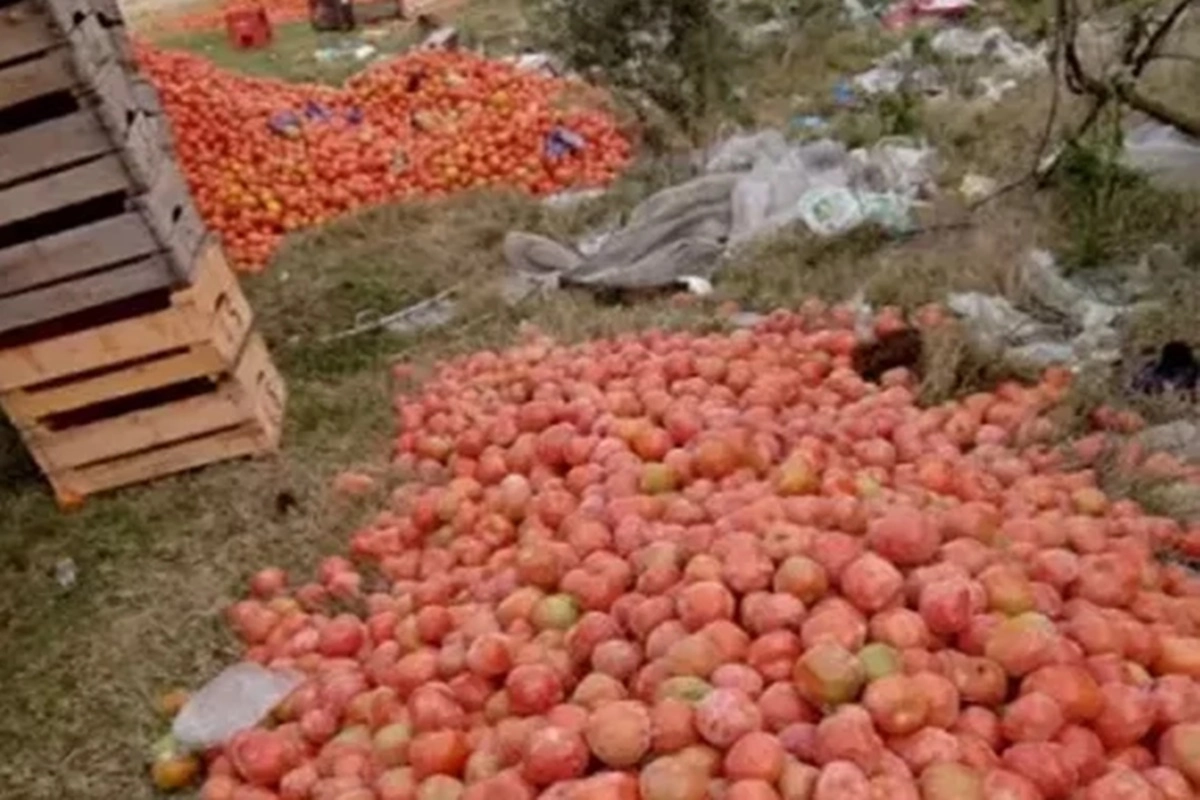 Indicaron que están ofreciendo unos $3.000 por cajón de 20 kilogramos. Indicaron que están ofreciendo unos $3.000 por cajón de 20 kilogramos.