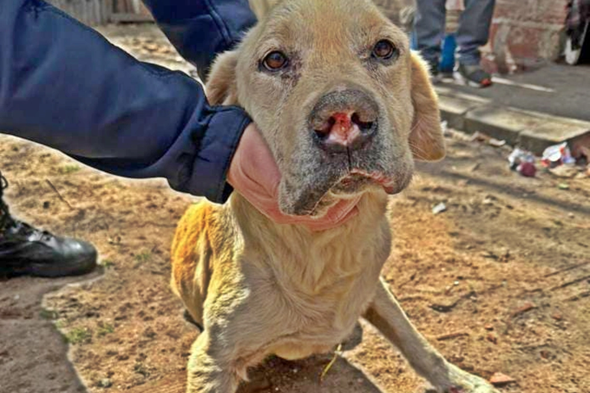 El animal tenía evidentes signos de maltrato. El animal tenía evidentes signos de maltrato.