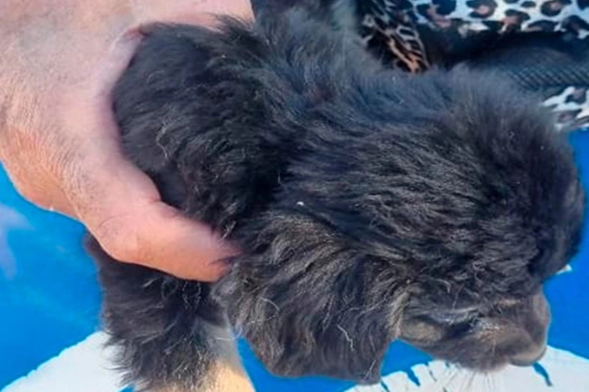 Tras ser atendidos fueron entregados a la agrupación proteccionista Conciencia Animal. Tras ser atendidos fueron entregados a la agrupación proteccionista Conciencia Animal.