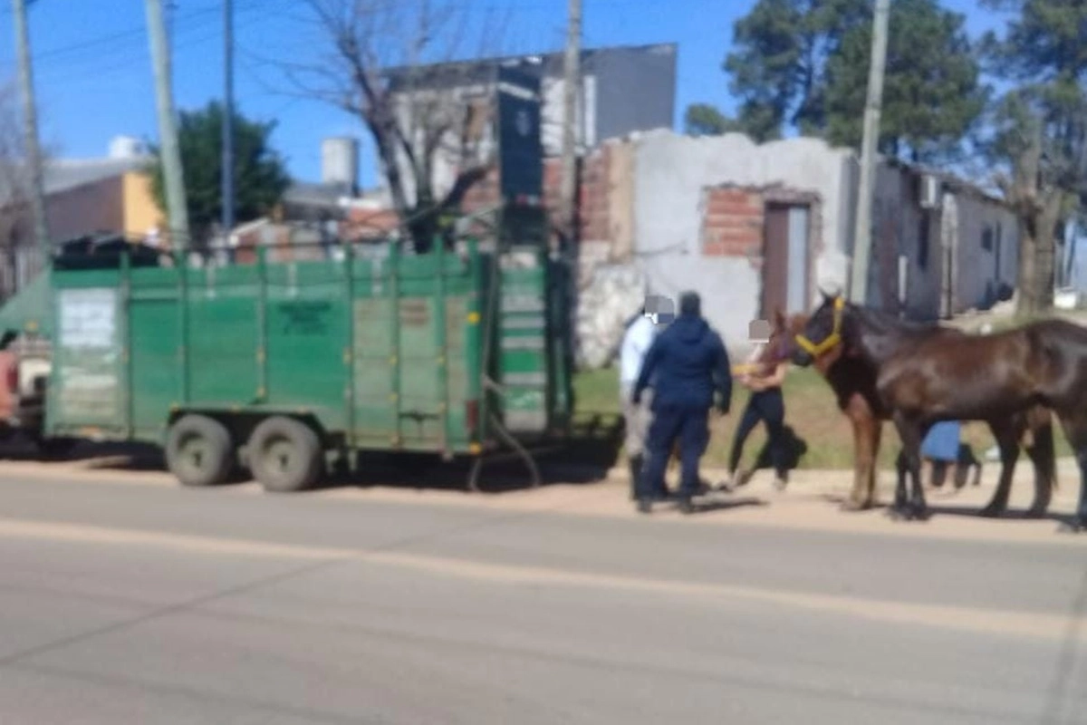 Gesualdi fue agredido en un operativo. Gesualdi fue agredido en un operativo.
