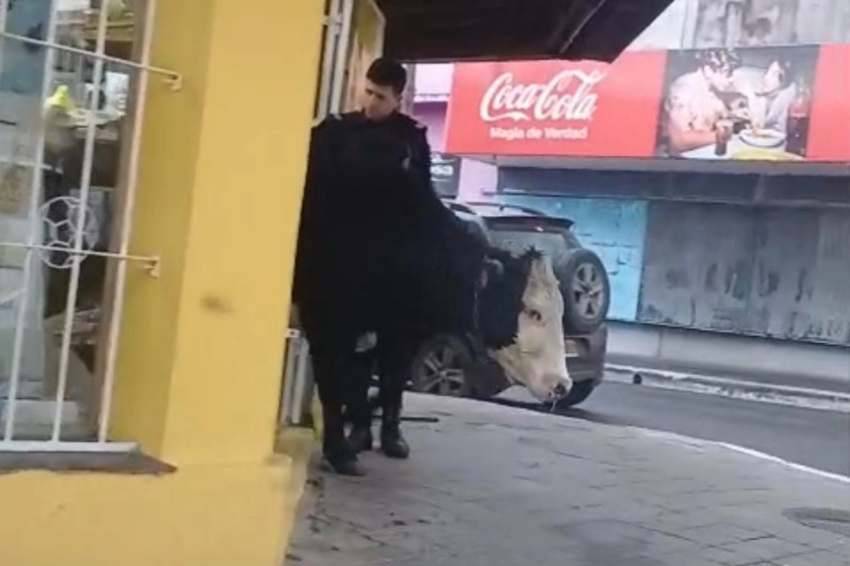 El animal ingresó a un comercio de la ciudad. El animal ingresó a un comercio de la ciudad.
