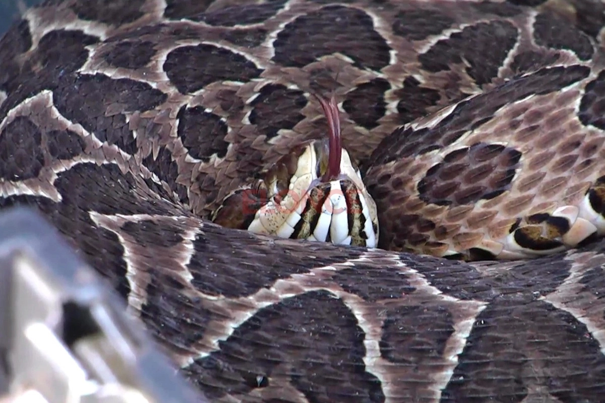 El niño había pisado accidentalmente a la serpiente. El niño había pisado accidentalmente a la serpiente.